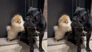 Reprodução / TikTok