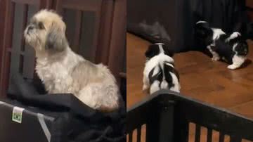 Reprodução/TikTok @thamirescristiel5