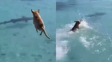 Reprodução/TikTok @biomesquita