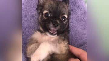 Reprodução/TikTok @maymmaia