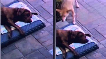 Reprodução/TikTok @dana.rambo