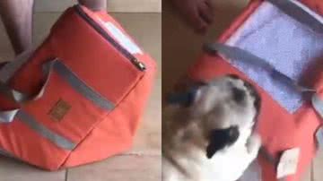 Reprodução// TikTok @paulabeniteess