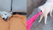 Reprodução// TikTok @theodora_a_samoieda