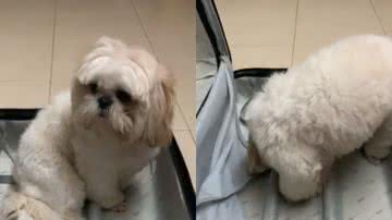 Reprodução// TikTok @teddy_shitzu2