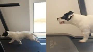 Reprodução// TikTok @alepl4y