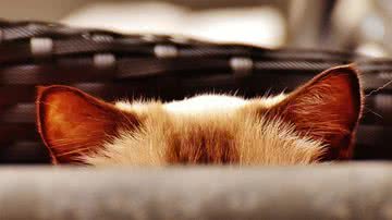 Ilustrativa / Imagem de Alexa por Pixabay