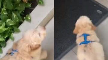 Reprodução//TikTok @sarahplyra