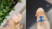 Reprodução//TikTok @sarahplyra
