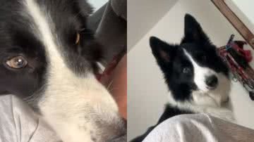Reprodução//TikTok @oscachorrosdoapt302