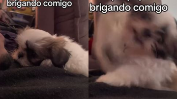 Reprodução// TikTok @