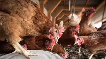 Reprodução/Pixabay