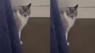 Reprodução/ Tik Tok