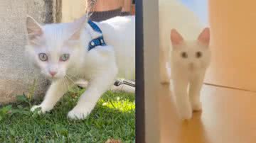 Reprodução / TikTok