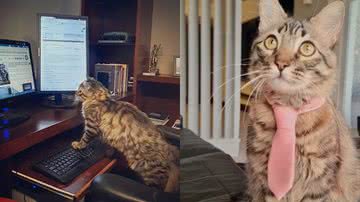 Reprodução/Instagram @tomtom.advogato