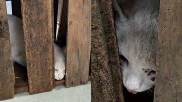 Divulgação/Polícia Militar Ambiental