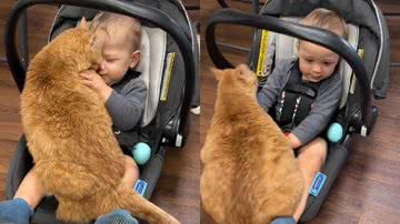 Reprodução/TikTok @danithecatlady