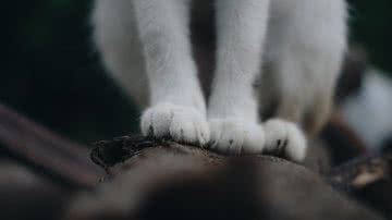 Tamba Budiarsana por Pexels