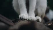 Tamba Budiarsana por Pexels