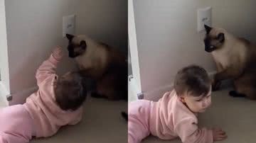 Reprodução/TikTok @vidadebicho2