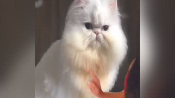 Reprodução/TikTok @mariliavidall