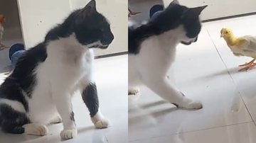 Reprodução/TikTok @km.v23