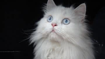 Somchai Pratanee por Pixabay