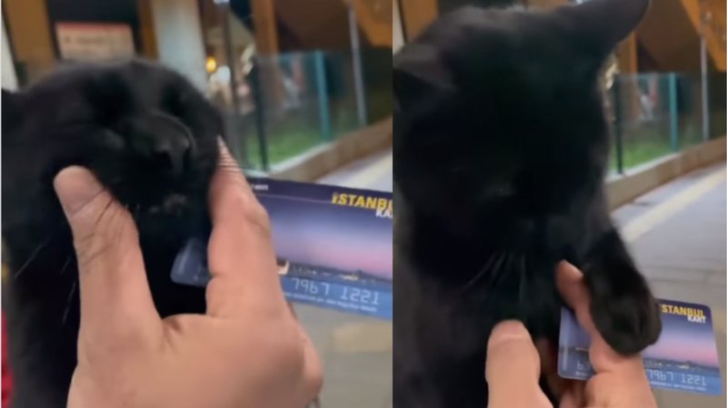Vídeo de gato avisando 'me acabei' diverte a internet