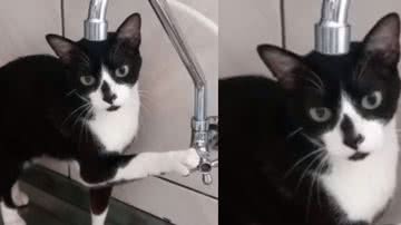 Reprodução/ Tik Tok