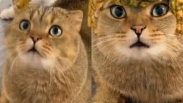 Reprodução / TikTok