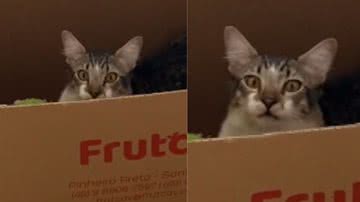 Reprodução / TikTok