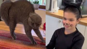 Reprodução/TikTok @bronxy