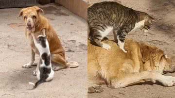 Reprodução/Instagram @sunshine_animal_refuge_agadir