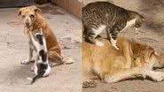 Reprodução/Instagram @sunshine_animal_refuge_agadir