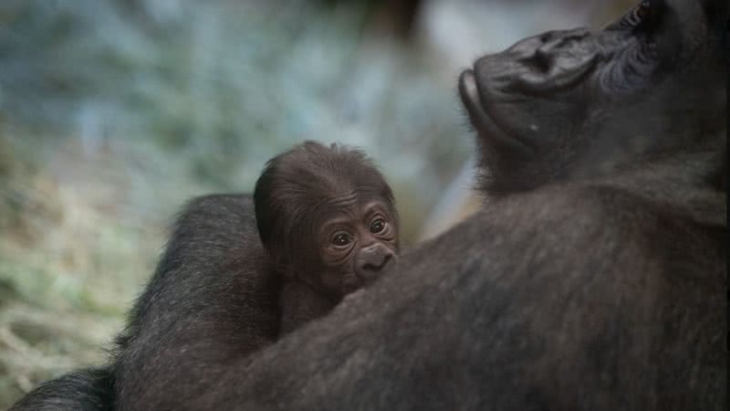 Reprodução / Twitter @ColumbusZoo