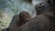 Reprodução / Twitter @ColumbusZoo