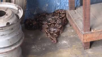 Reprodução/TV Bahia