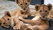 Reprodução / Wildcat Sanctuary