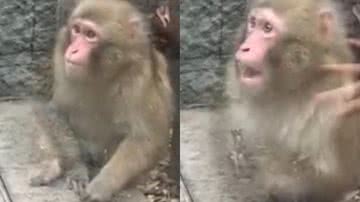 Reprodução/Twitter