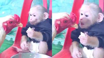 Reprodução/TikTok @thu_cung_333