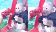 Reprodução/TikTok @thu_cung_333