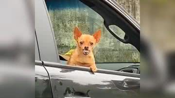 Reprodução/TikTok @cha_longhi