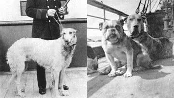 Reprodução/Twitter @felipeneto