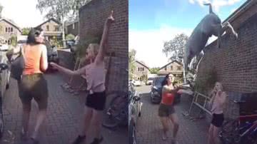 Reprodução/TikTok @funny.dog.video0