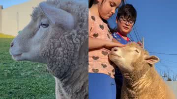 Reprodução/TikTok @ca_smoreira