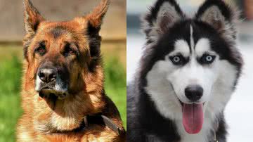 Reprodução/Pixabay