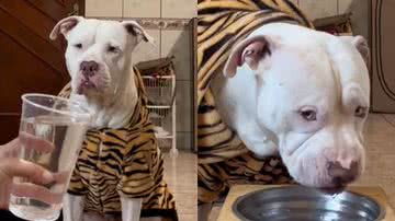 Reprodução/TikTok @shiro_pit