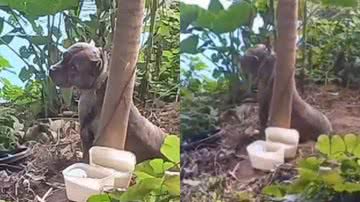 Reprodução/Instagram