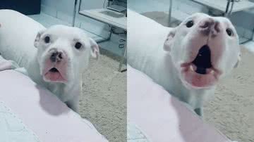 Reprodução/TikTok @brucebezerra1