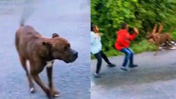 Reprodução / TikTok