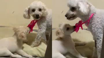 Reprodução/TikTok @malluzf